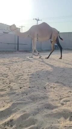 مدني شهر 10