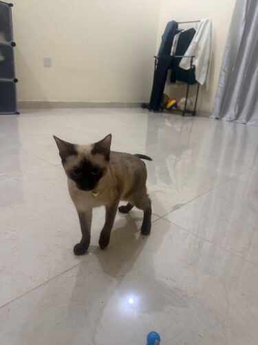Siamese Cat