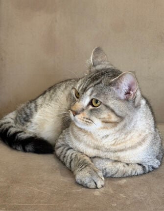 Scottish straight ear cat 
