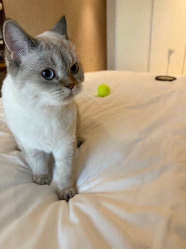 White Scottish Straight Female