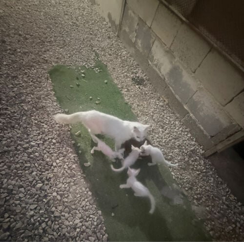 (no name) Persian kittens for sale 