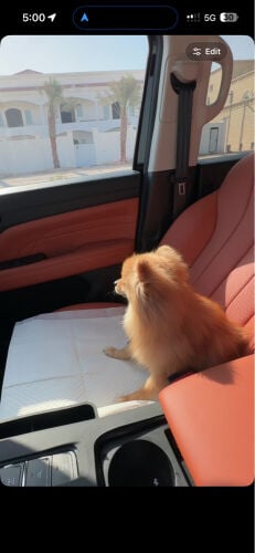 Dog broni