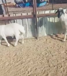 للبيع. فحول فاخره. 