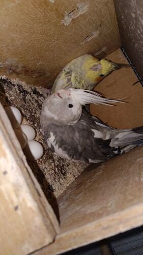 Cocktail breeding Pair for Sale