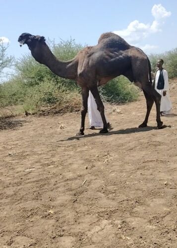 يوسف