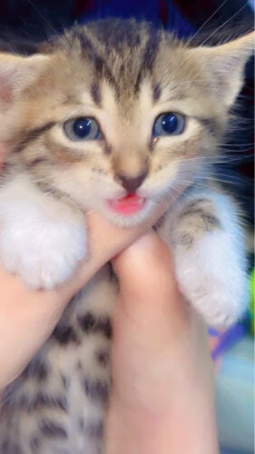 baby cat