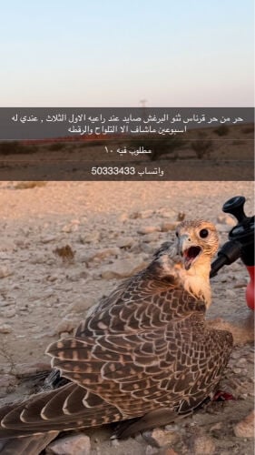حر من حر مزرعه البرغش