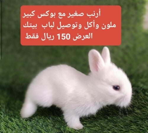 عرض أرنب وقفص كبير واكل وتوصيل