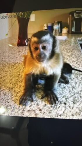 WhatsApp (+971552543679) Capuchin