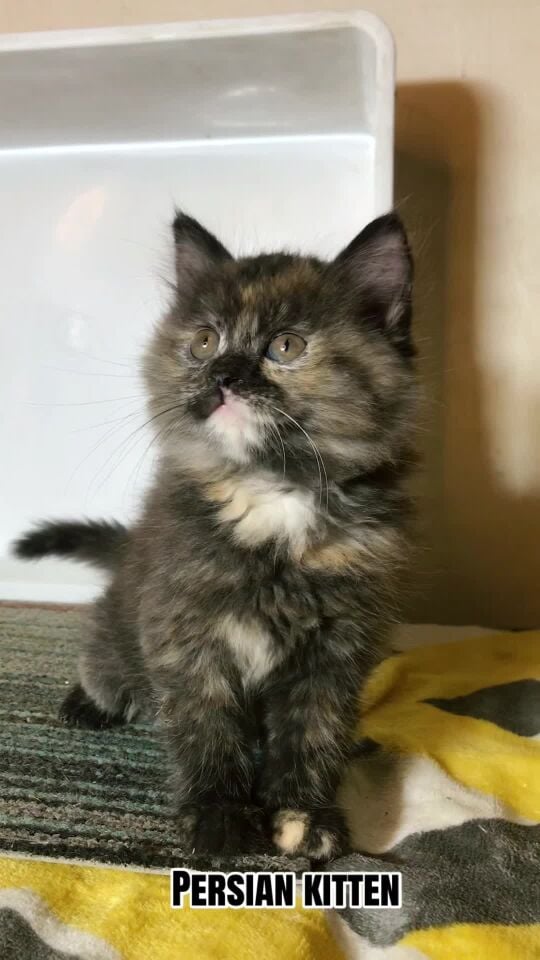 Tortoiseshell Persian