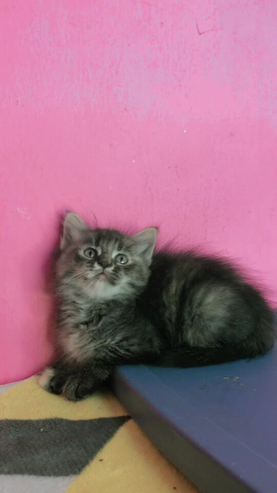 Scottish starlight tabby 