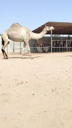 بنت قناد