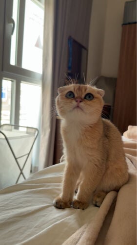 سكوتش عمره ٣ شهور