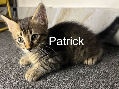 Free Domestic Long Furred Kittens 