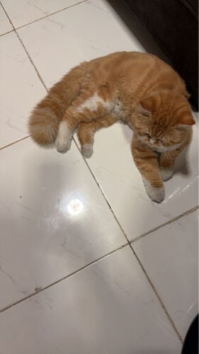 Cats for adoption