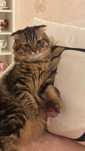scotch cat for sale