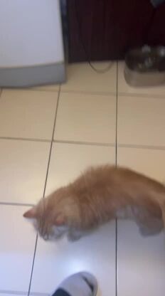 cute cats for adoption 
