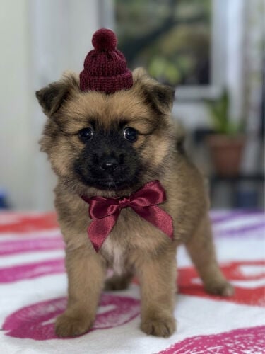 Dog for Sale