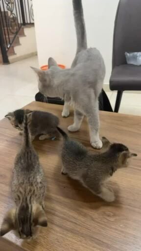 للتبني