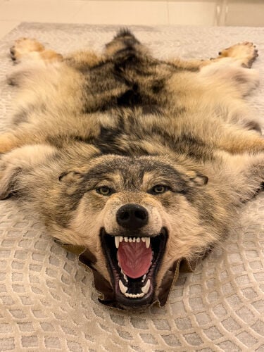 Russian wolf