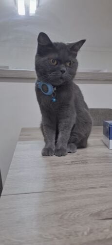 BRITISH SHORTHAIR 4 years female.