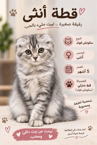 سكوتش فولد أنثى 