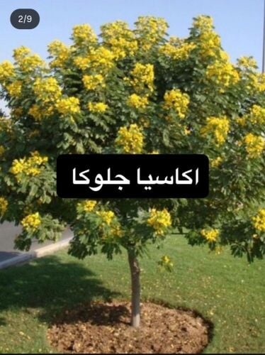 أشجار خضراء