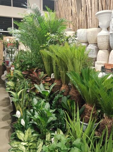 All garden maintenance