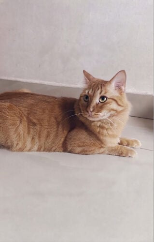 Large Male Siberian Cat 