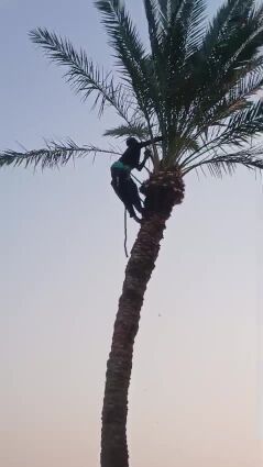 التنظيف للنخيل