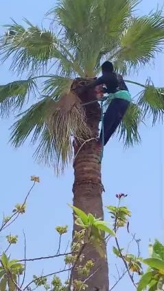 للحديقه فن واحتراف
