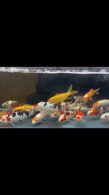 fish new shipment arrived