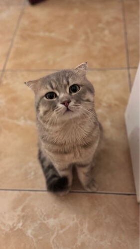 Cat for sale 