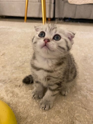 Scottish Fold Silver Tabby for Sale