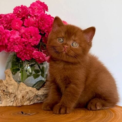 British short hair kitten