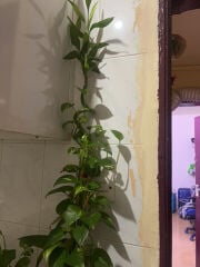 live plants with vase (3 set inclu)