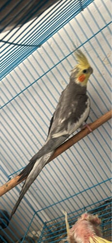 male cocktail