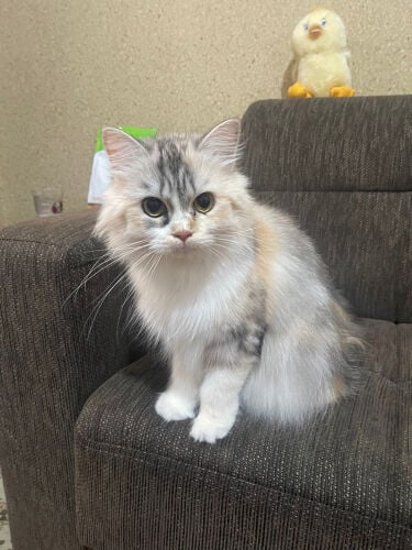 cat