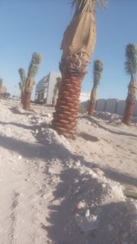 النخل والثمار الطيبه