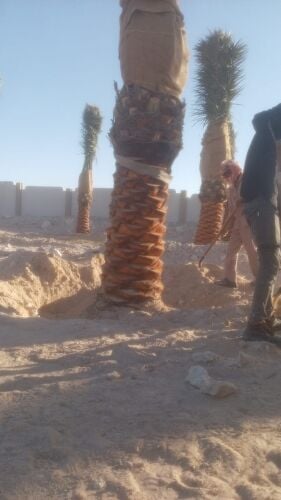 نخل اخلاص وبرحي