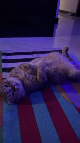 Scottish Fold