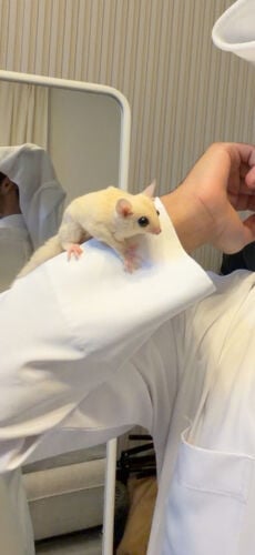سنجاب طائر