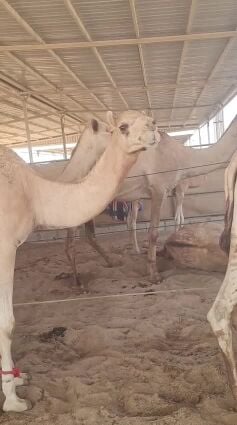 عشر ثنيه سليم البرسيلا والعزاريب