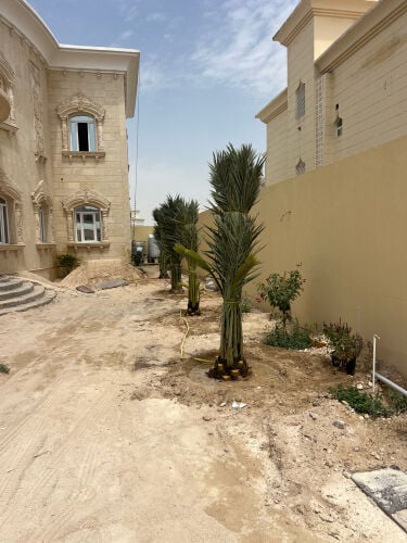 توريد وزراعه نخيل مثمر وزينه 