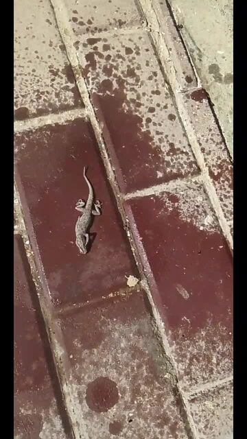 مكافحه الحشرات