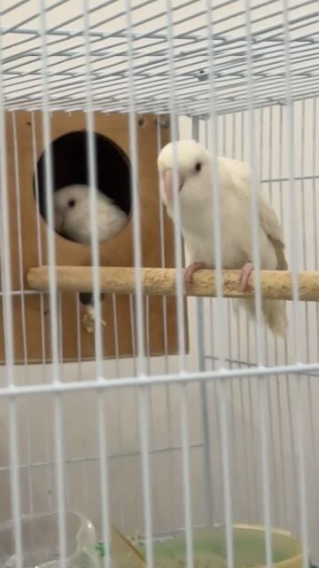 Parrot Rose