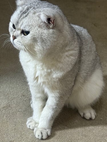  Shirazi cat ,Leo 