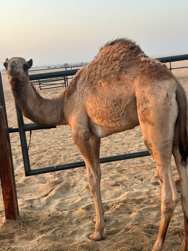 حوار سمين 