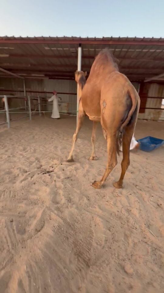 خلفه طيبه ساحليه تحتها بكره 