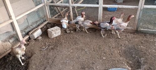 Chiken makrani
